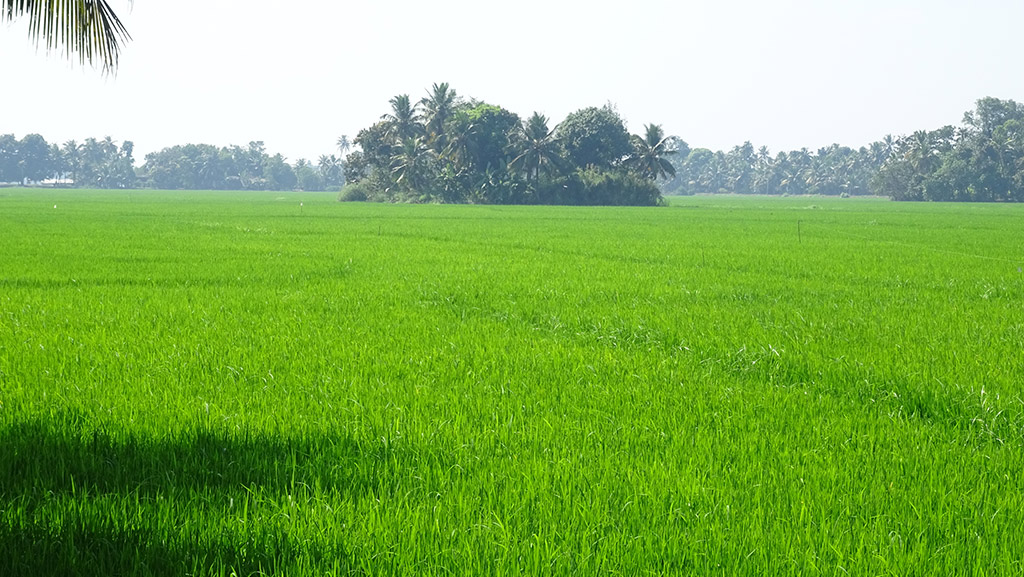 Paddy fields in Kavalam Alappuzha village life Kerala Tourism