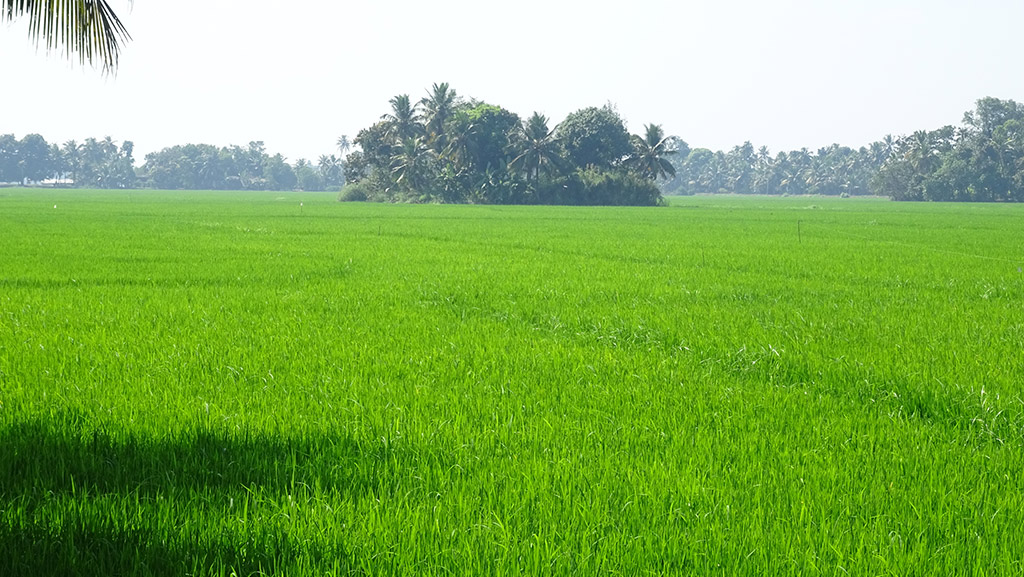 Paddy fields in Kavalam