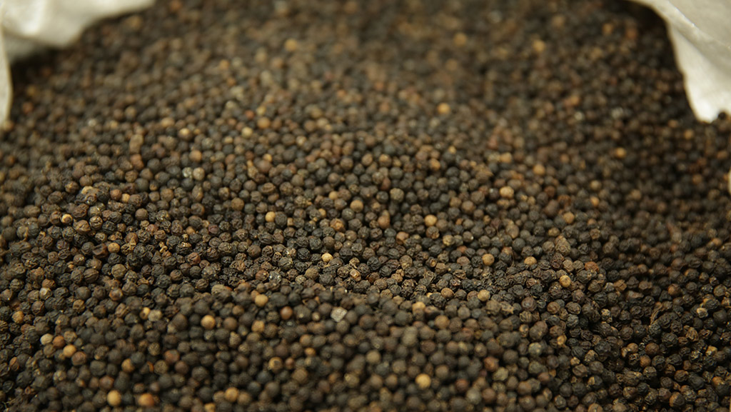 Pepper - a spice from Kerala
