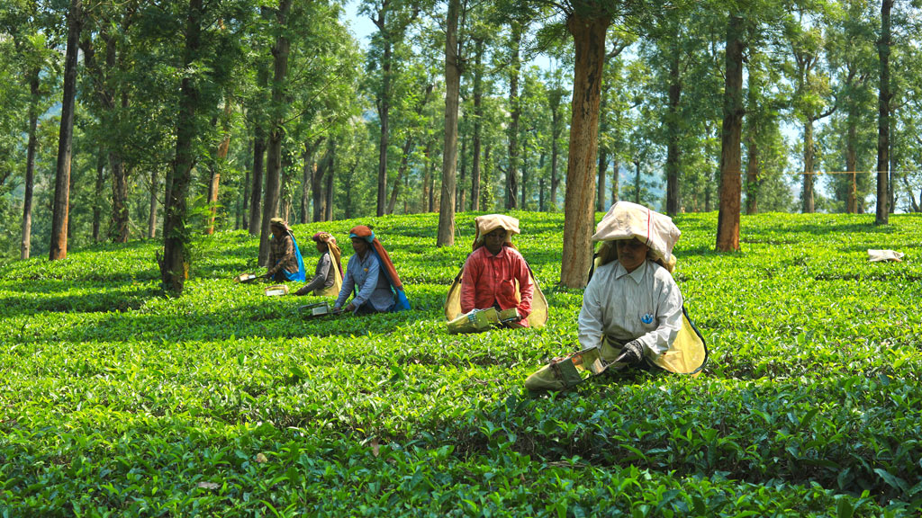 Priyadarshini Tea Plantation