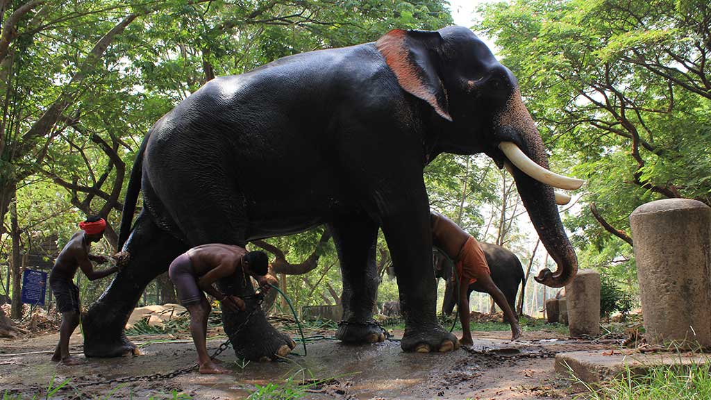 Punnathoor Kotta Elephant Camp, Thrissur