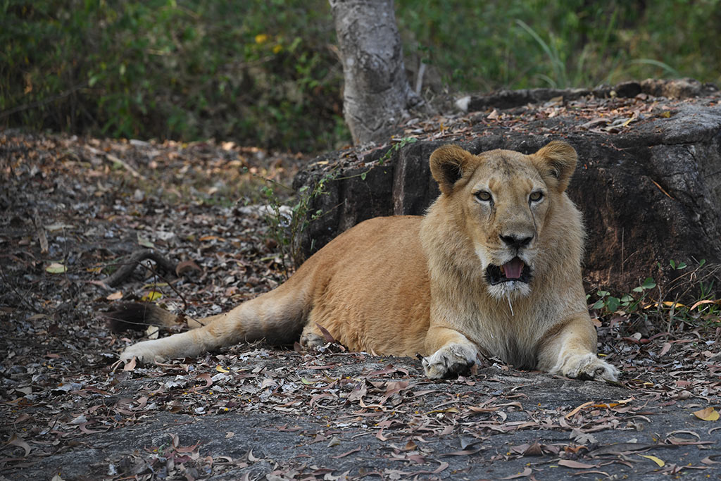 lion safari park kerala