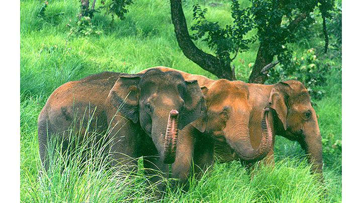 The Great Indian Elephants