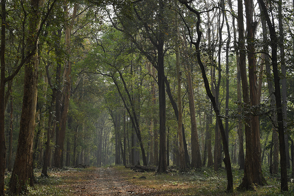 Trekking trail through teak forest | Nedumkayam