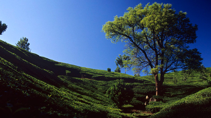 Tea Plantations Visuals from Munnar