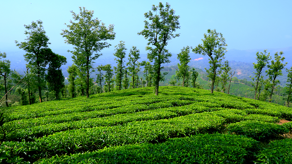 Wayanad Tea, Coffee Plantations