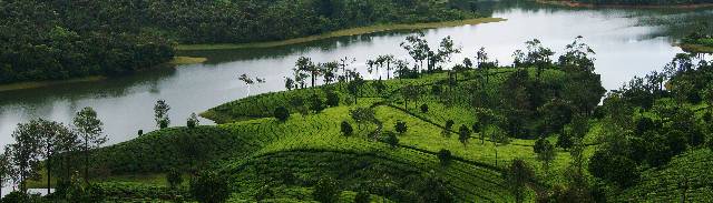Exuberante alfombra verde de plantas de té en Anayirankal