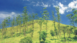 वायनाड की पहाड़ियाँ का चित्रों