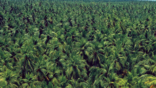 Kerala voilée par la verdure