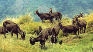 Majestic Nilgiri Tahrs