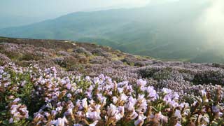 Neelakurinji