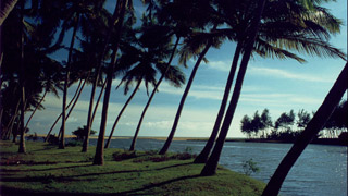 Laguna rodeada de palmeras