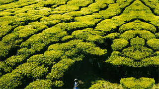 Tea Gardens of Munnar