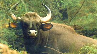 El bisonte