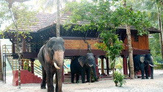 Elephant Courtyard - A Heritage Homestay