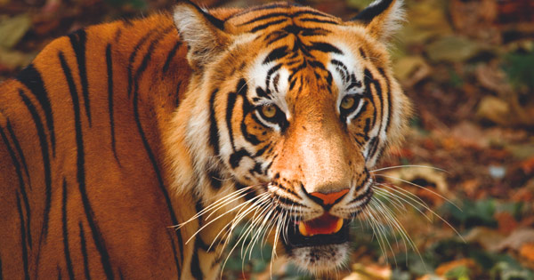 Picture Gallery on Wildlife Sanctuaries in Kerala | Kerala Tourism
