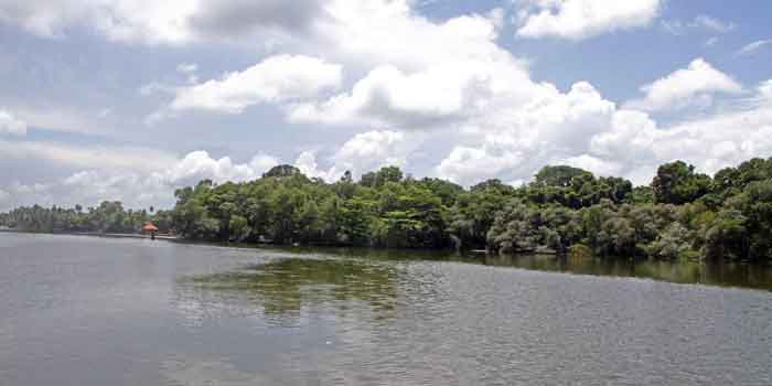 Ayiramthengu- Mangrove Forest