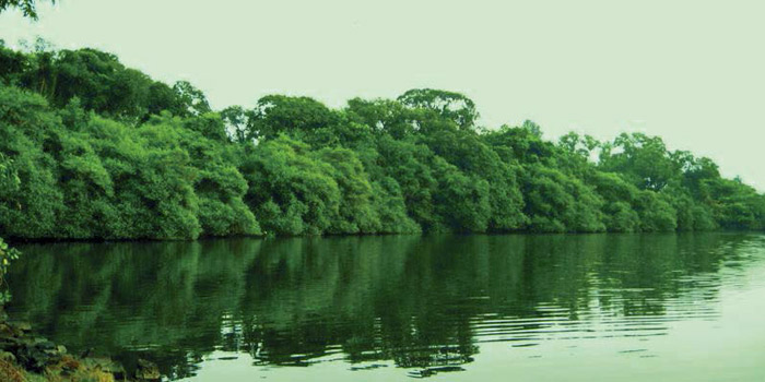 Clappana- Mangrove Forest