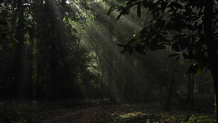 Aralam Forest wildlife and Western Ghats landscape near Coorg