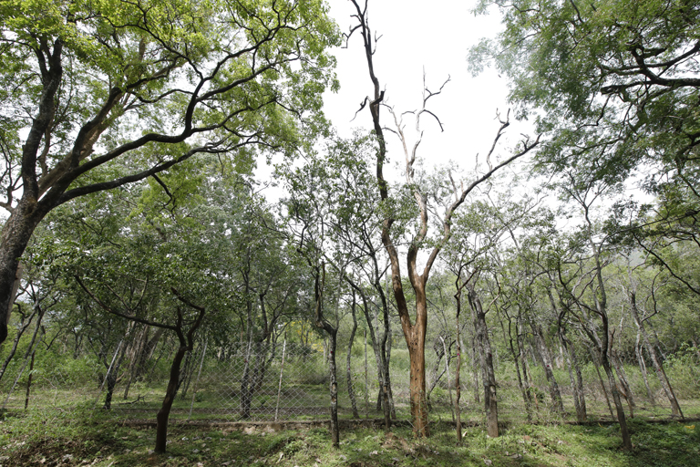 Marayoor Sandalwood forest