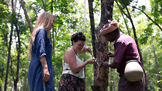 Rubber Tapping 