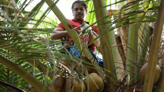 Coconut farming