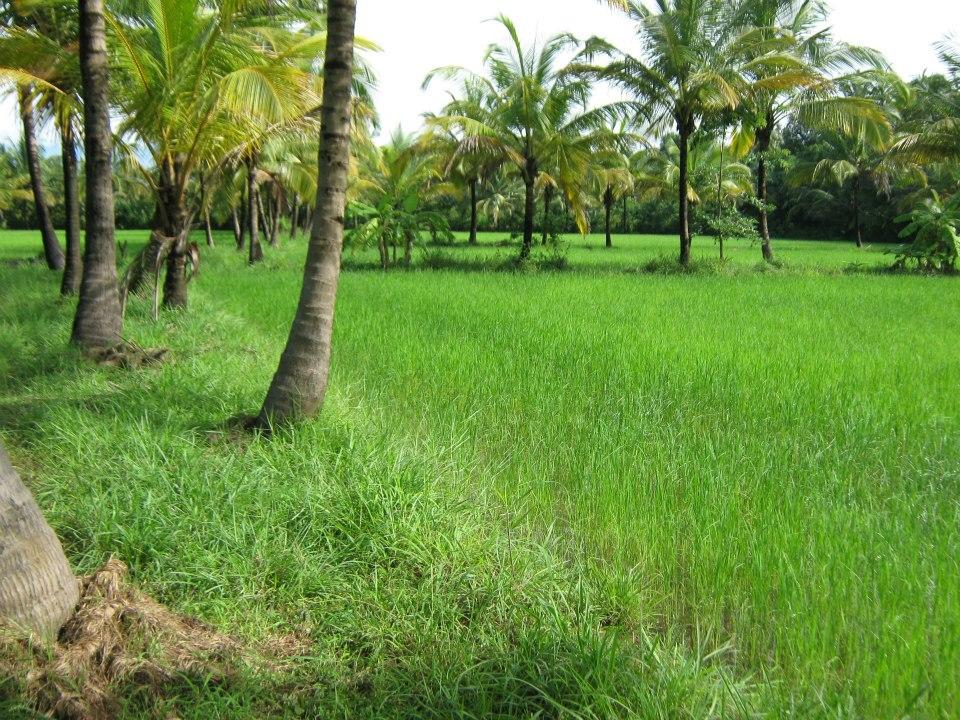 Navara Eco Farm,