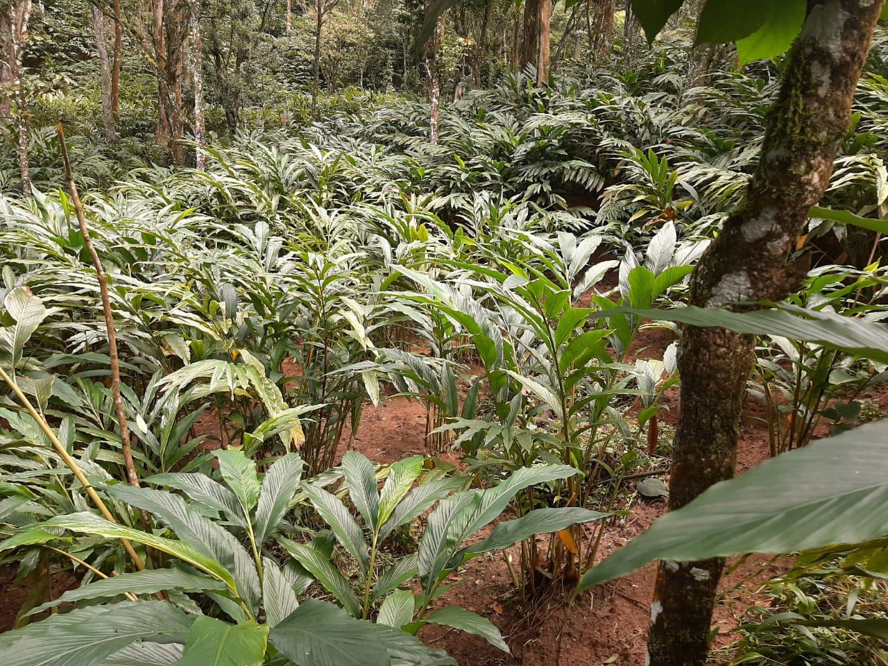 Munnar Organic Farm (Tall Tree Farm)