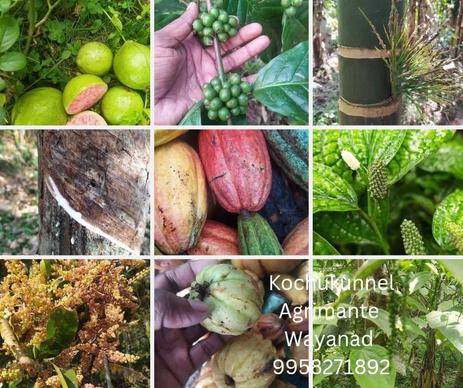 kaniraj kochukunnel farm