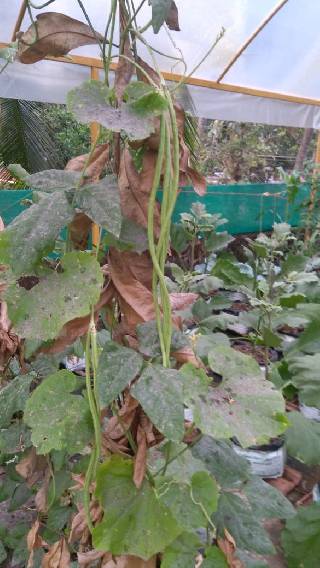 LONG BEANS( PAYAR)