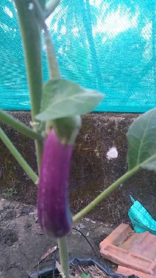 VAZHUTHININGA  ( VIOLET BRINJAL)