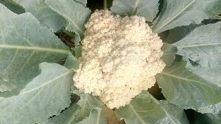 CAULIFLOWER