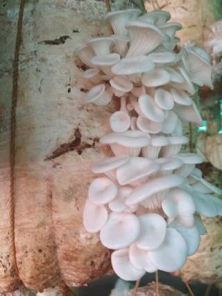 Mushroom-Farming