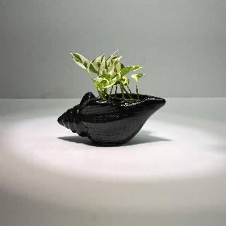 Shanku (Conch-Shaped) Ceramic Planter with Money Planter | Ceramic Planter with Money Plant