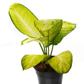 Aglaonema White | Buy Live Plants