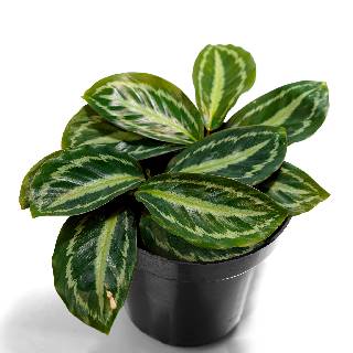 Emerald Green Calathea plant - Calathea Medallion