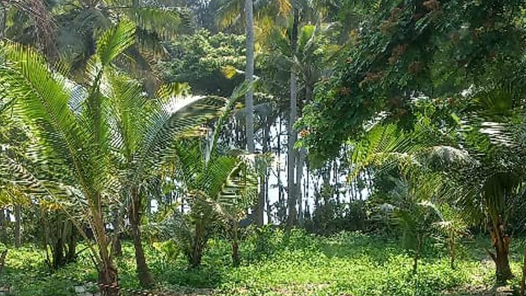 Padanilath Farm