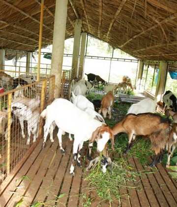 Farm Pathayappura