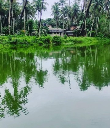 Chemmala Fish Farm