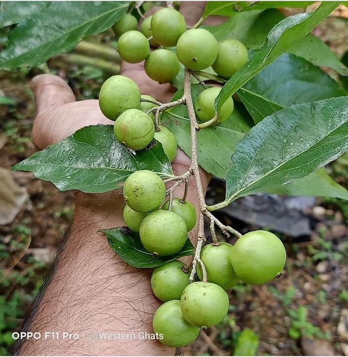 Infarm Nursery Western Ghat Tropical Garden