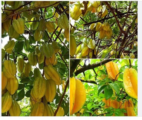 Infarm Nursery Western Ghat Tropical Garden