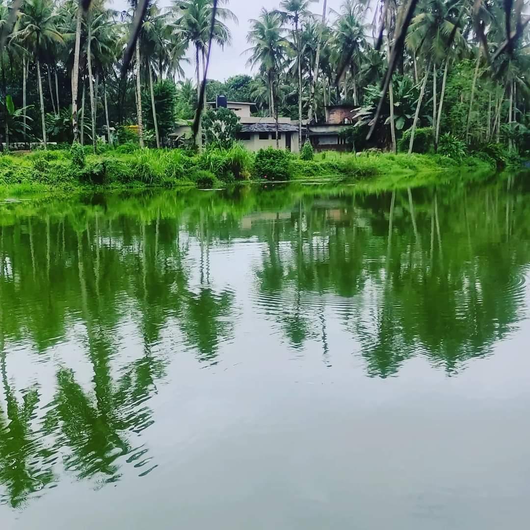 Chemmala Fish Farm