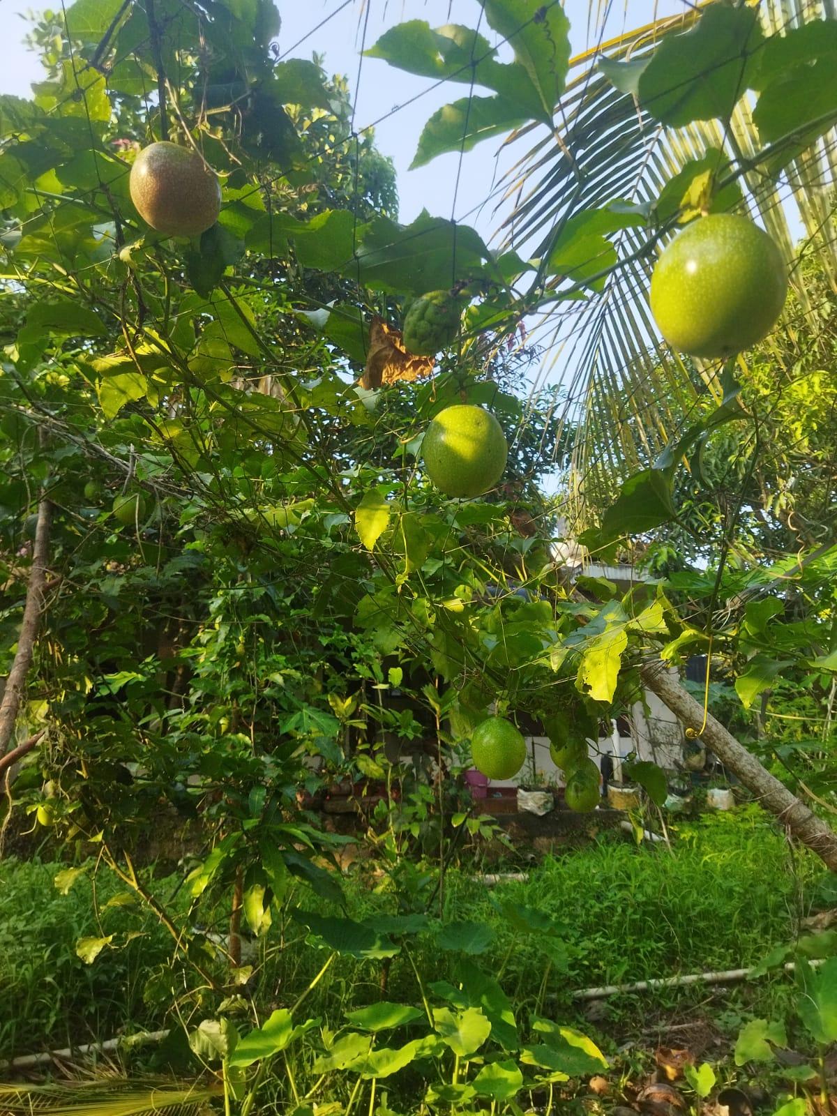 Farm of Eden( Village Wibes)