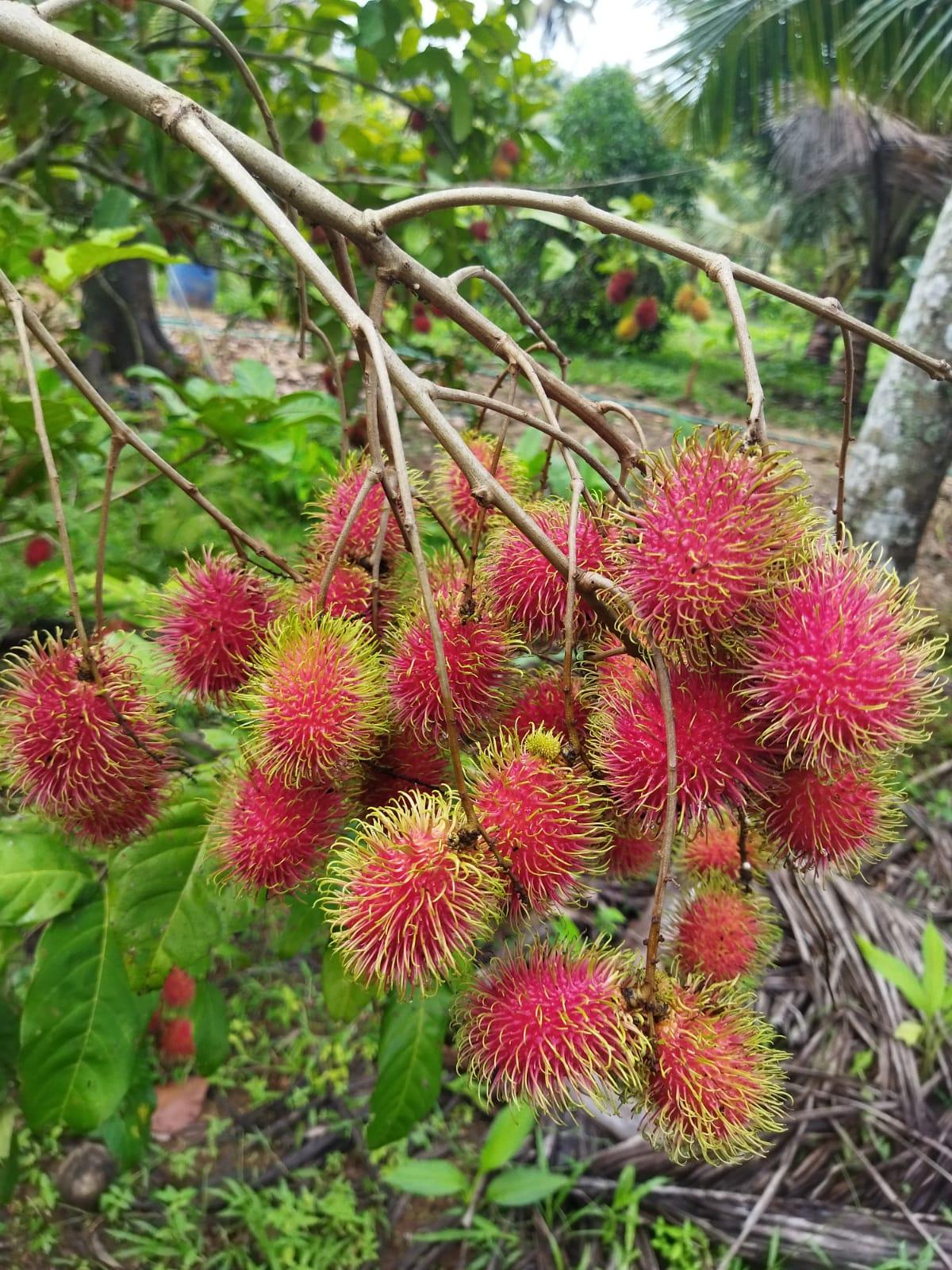 Farm of Eden( Village Wibes)