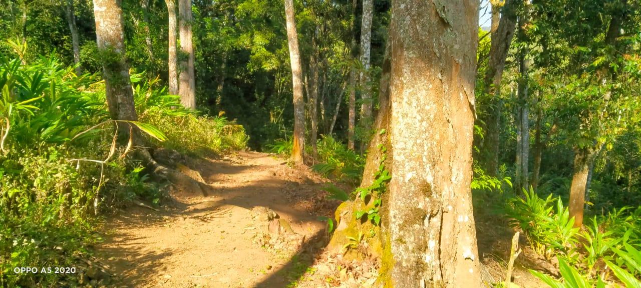 Munnar Organic Farm (Tall Tree Farm)