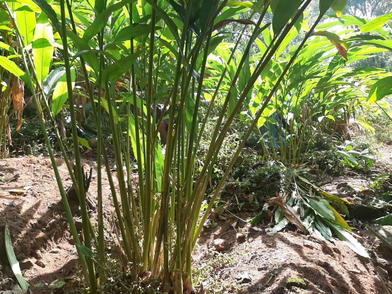 Munnar Organic Farm (Tall Tree Farm)