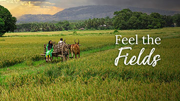 Feel the Fields