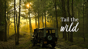 Tail the Wild