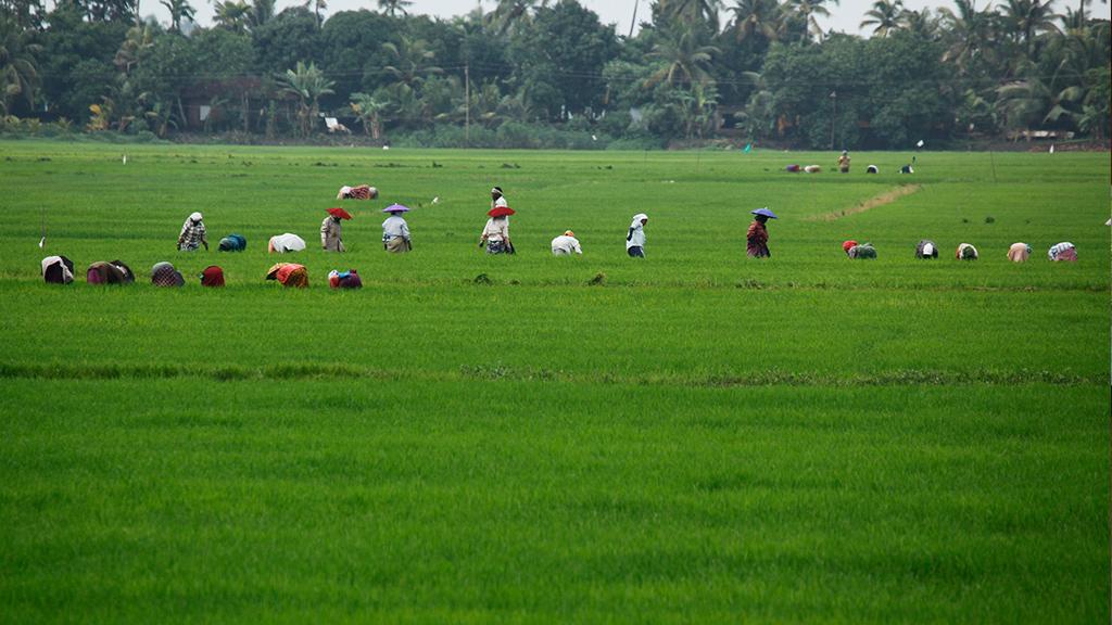 Photo of farming